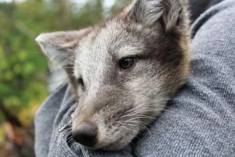 Closeup of an artic fox being held by a human Stock Photos