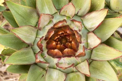 Closeup of artichoke Stock Photos