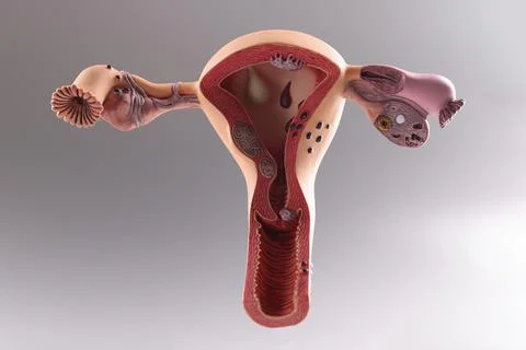 Closeup of artificial plastic model of uterus and ovaries on gray background 스톡 사진
