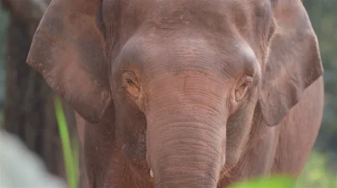 Closeup of Asia elephant Stock Footage 51804877