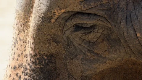 Closeup asian elephant blinking Stock Footage 111883996