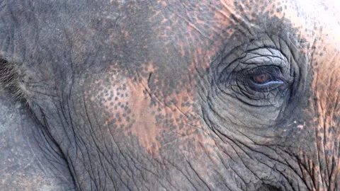 CloseUp of an Asian Elephants Face. Stock Footage 302262756