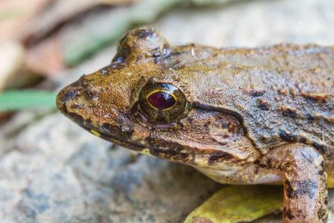 Closeup of Asian River Frog Stock Photos