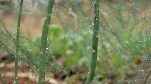 Closeup of asparagus on the field. Stock Footage 151893825