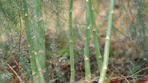 Closeup of asparagus on the field. Stock Footage 151893868
