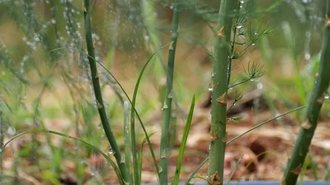 Closeup of asparagus on the field. Stock Footage 151893903