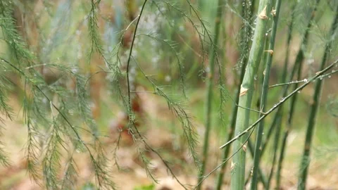 Closeup of asparagus on the field. Stock Footage 151893940