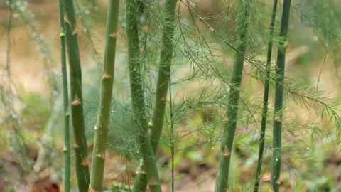 Closeup of asparagus on the field. Stock Footage 151893988