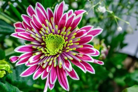 Closeup aster flower Foto stock