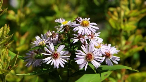Closeup of Aster flowers in a hedgerow planted for wildlife. Powys. Wales Stock-Footage 345116497