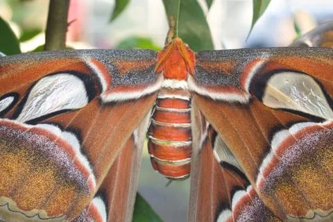 Closeup of an atlas moth perching on tree branch Stock Photos