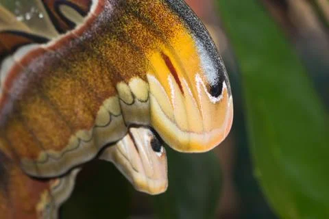 Closeup of an atlas moth perching on tree branch 库存照片
