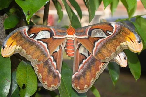Closeup of an atlas moth perching on tree branch Stock Photos