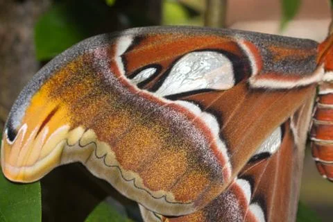 Closeup of an atlas moth perching on tree branch Stock Photos