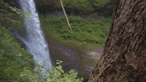 Closeup of aTree in Front of Middle Falls at Silver Falls Stock Footage 93871463