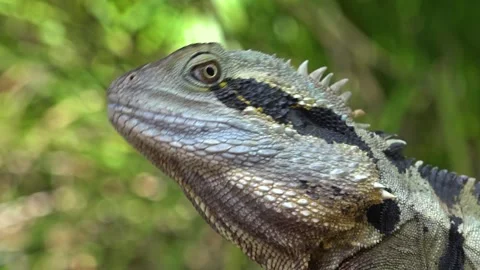 Closeup of Australian Eastern Water Dragon, Australia Stock Footage 278097773