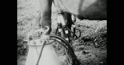 Closeup, automatic cow milking facility at cattle dairy farm. 1970 archival film Stock Footage 221022734