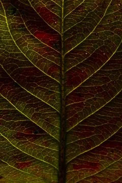 Closeup autumn fall extreme macro texture view of red green wood sheet tree leaf Foto stock