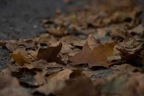Closeup of autumn fallen maple leaf on cobblestone street. Depression mood. Stock Photos