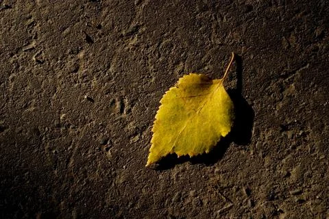 Closeup Of Autumn Leaf Stock Photos