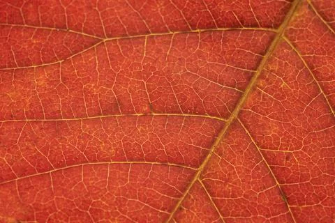 Closeup on autumn leaf Stock Photos