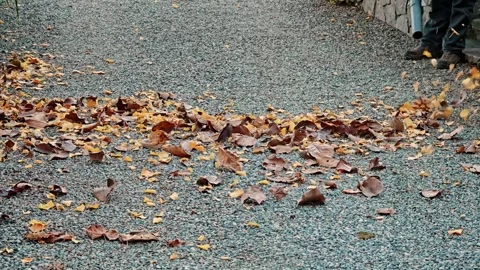 Closeup of autumn leaves being cleared from asphalt path using leaf blower. Stock Footage 324869285