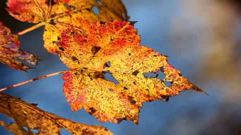 Closeup Autumn Leaves Stock Footage 219435925