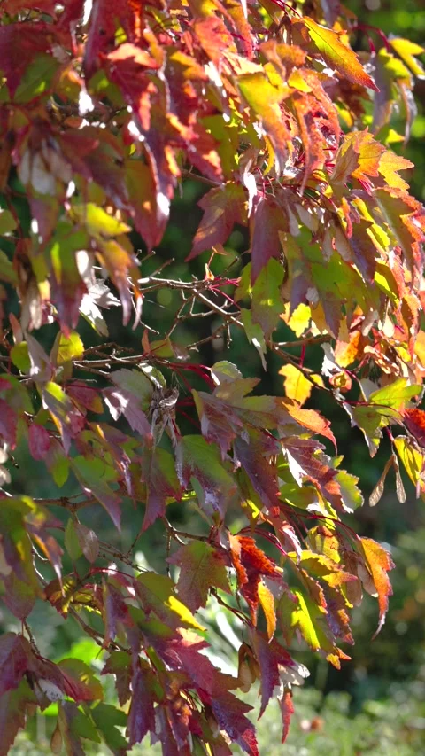 Closeup of autumn maple leaves gently shifting on sunlit branches with warm back Stock Footage 345677083