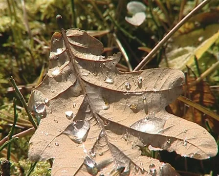 Closeup of autumn oak leaf and waterdrops sunlighted by sun. Stock Footage 10701163