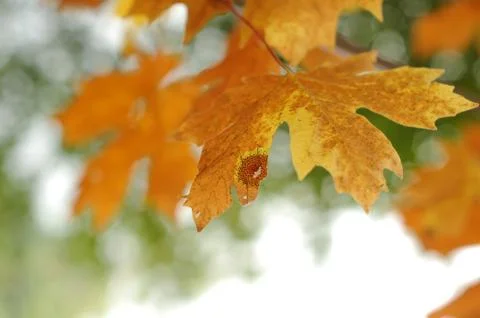 Closeup of an autumn orange maple leaf. Stock Photos
