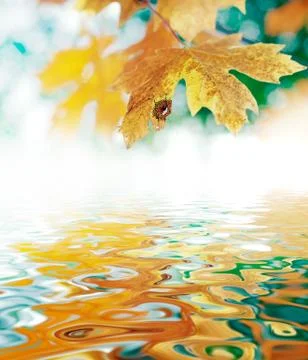 Closeup of an autumn orange maple leaf over a water reflection Foto stock