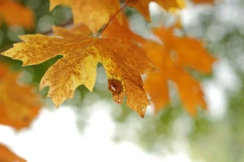 Closeup of an autumn orange maple leaf. Stock Photos