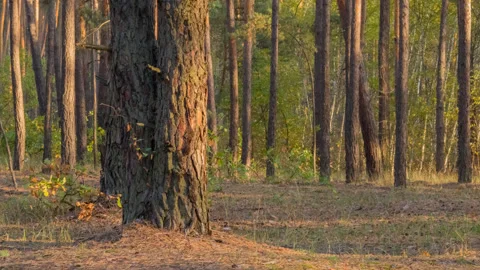 Closeup autumn pine forest in a light of evening sun Stock-Footage 142231034
