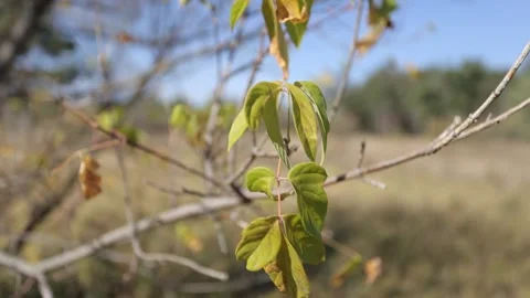 Closeup autumn tree branch on a wind Stock Footage 141207468