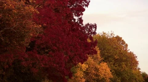 Closeup of Autumn Trees Video stock 56160202