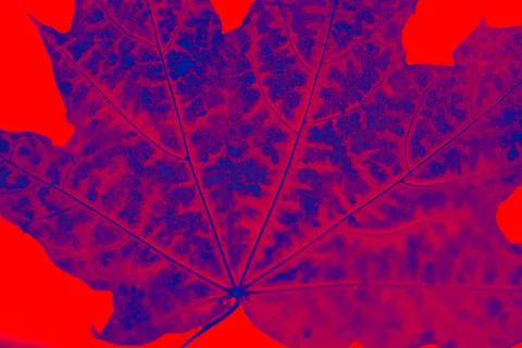 Closeup autumnal maple leaf. Deep red blue art photo Stock Photos