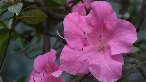 Closeup of an azalea flower during the spring season in a garden. Soft focusing. Stock Footage 88588067