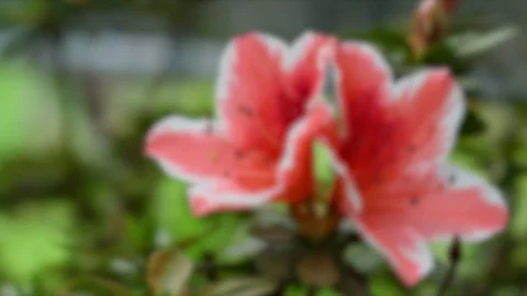 Closeup of azalea flower during the spring season. Stock Footage 127584656
