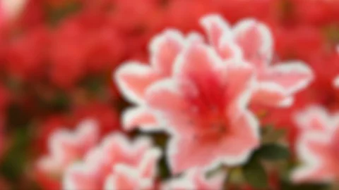Closeup of azalea flower during the spring season. Stock Footage 127585515