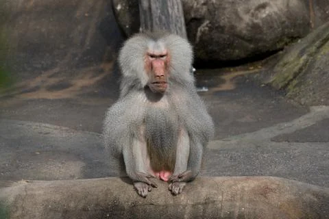 Closeup of a baboon monkey Stock Photos