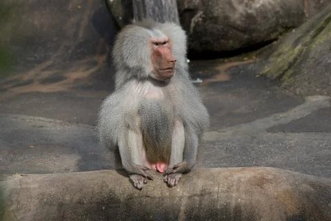 Closeup of a baboon monkey Stock Photos