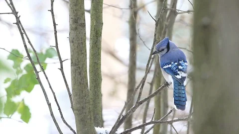 Closeup back of blue jay bird flying away on tree in Virginia rain, snow Stock Footage 98616580