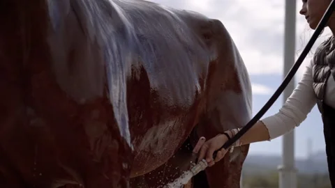 Closeup of a back of a brown horse and hands of a woman cleaning the animal with Stock Footage 227306152