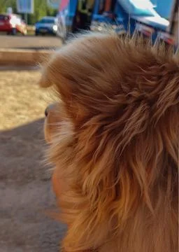 Closeup of back of dog head Stock Photos