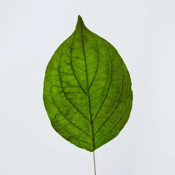 Closeup of the back side of a green leaf with a vein pattern presented on a gray Foto stock
