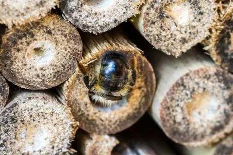 Closeup of Back of Wild bee (probably Red Mason Bee, Osmia bicornis) at her N Stock Photos