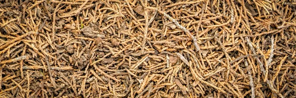 Closeup background and texture of forest floor Foto stock