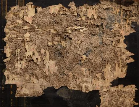 Closeup background and texture of nest termite at wooden wall Stock Photos