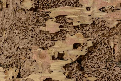 Closeup background and texture of nest termite at wooden wall Stock Photos