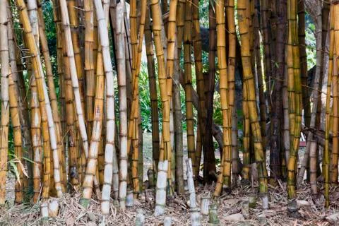 Closeup background of bamboo patterns and textures Stock Photos